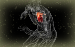 Спортивное сердце (синдром сердца спортсмена): развитие, симптомы, диагностика, чем грозит