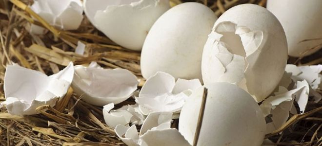 Постменопаузальный остеопороз: причины и механизм возникновения, список препаратов для лечения заболевания и способы профилактики