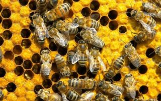 Лечение суставов пчелами: правила приготовления лекарства и народные рецепты, использование подмора и противопоказания, настойка для приема внутрь