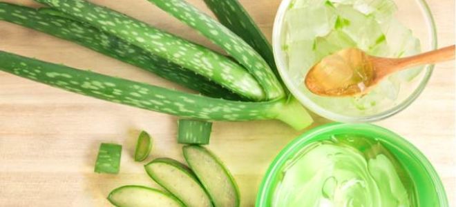 Алоэ для суставов: лечебные свойства, рецепты настойки на водке, преимущества и противопоказания к применению