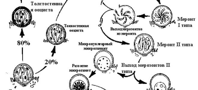 Криптоспоридии парвум (Cryptosporidium parvum), качественное определение антигена (иммунохроматографический экспресс-метод)