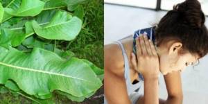 Лечение остеохондроза позвоночника листьями хрена: полезные свойства растения, рецепты целебных средств и способы их применения, отзывы об эффективности терапии
