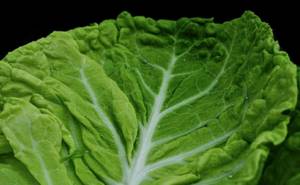 Лечение суставов капустным листом: народные рецепты, польза и вред овоща, предостережение от использования и показания к применению