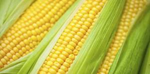Кукуруза при подагре: состав и полезные свойства овоща, способы приготовления и рецепты, противопоказания и побочные действия