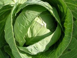 Лечение суставов капустным листом: народные рецепты, польза и вред овоща, предостережение от использования и показания к применению