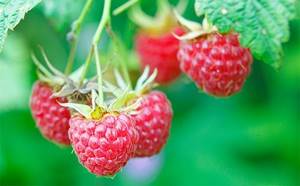Употребление малины при подагре: химический состав и лечебные свойства ягоды, можно ли ее есть при заболевании и в каком виде, рецепты целебных средств