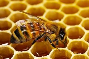 Крем Пчелиный спас для суставов: компоненты и их свойства, показания и противопоказания для применения, кому подходит препарат и как его использовать