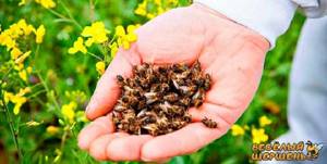Лечение суставов пчелами: правила приготовления лекарства и народные рецепты, использование подмора и противопоказания, настойка для приема внутрь