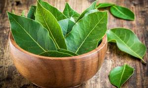 Чистка суставов лавровым листом: польза от целительного растения для человека, народные рецепты и правила лечения, противопоказания