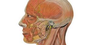 Защемление лицевого нерва: возможные заболевания и клиническая картина, способы снятия неприятных ощущений и лечебные мероприятия, профилактика и осложнения недуга