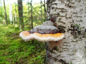 Можно ли есть грибы при подагре: польза и вред, разрешенные и запрещенные виды продукта разрешенные и запрещенные виды способ приготовления и рекомендованные дозы