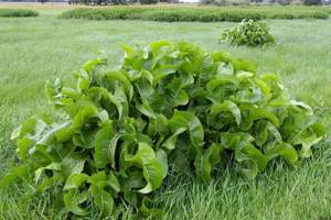 Лечение остеохондроза позвоночника листьями хрена: полезные свойства растения, рецепты целебных средств и способы их применения, отзывы об эффективности терапии