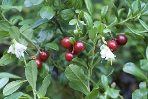Употребление малины при подагре: химический состав и лечебные свойства ягоды, можно ли ее есть при заболевании и в каком виде, рецепты целебных средств