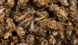 Подмор пчелиный для лечения суставов: что это такое и как его приготовить в домашних условиях, противопоказания к лечению и правила терапии, польза и вред