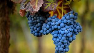 Употребление винограда при подагре: польза растения, можно или нельзя есть при заболевании, нормы и правила потребления, противопоказания и возможный вред