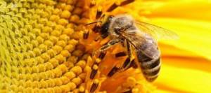 Подмор пчелиный для лечения суставов: что это такое и как его приготовить в домашних условиях, противопоказания к лечению и правила терапии, польза и вред