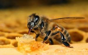 Крем Пчелиный спас для суставов: компоненты и их свойства, показания и противопоказания для применения, кому подходит препарат и как его использовать