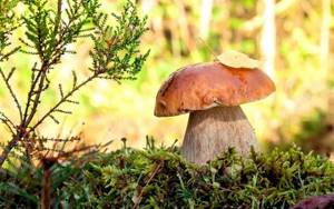 Полезные свойства опят и возможные риски отравления грибами
