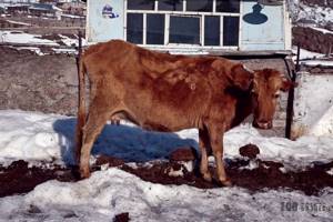 Фасциолез крупного рогатого скота: диагностика и лечение