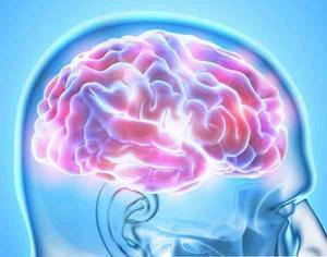 Неокортекс (новая кора): строение и функции, различие со старой корой