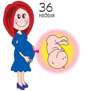 33 неделя беременности: что происходит с малышом, шевеления