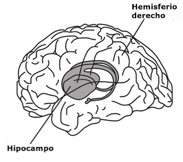 Гиппокамп: исследования, строение, функции и симптомы патологий