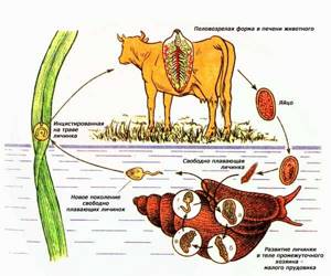 Фасциолез крупного рогатого скота: диагностика и лечение