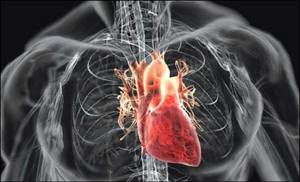 Спортивное сердце (синдром сердца спортсмена): развитие, симптомы, диагностика, чем грозит