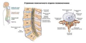Артроз позвоночника: шейного, грудного и поясничного отдела