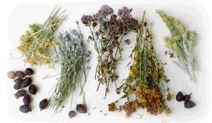 Травяные сборы и травы для очищения кишечника