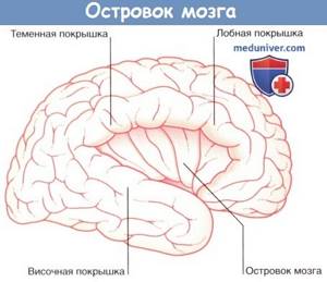 Борозды и извилины головного мозга: шпорная, сильвиева, роландова и другие - где находятся, чем отличаются, функции