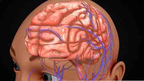 Неокортекс (новая кора): строение и функции, различие со старой корой