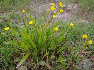 Ядовитое растение лютик едкий: описание, свойства, места произростания