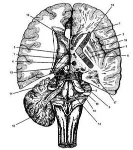 Борозды и извилины головного мозга: шпорная, сильвиева, роландова и другие - где находятся, чем отличаются, функции